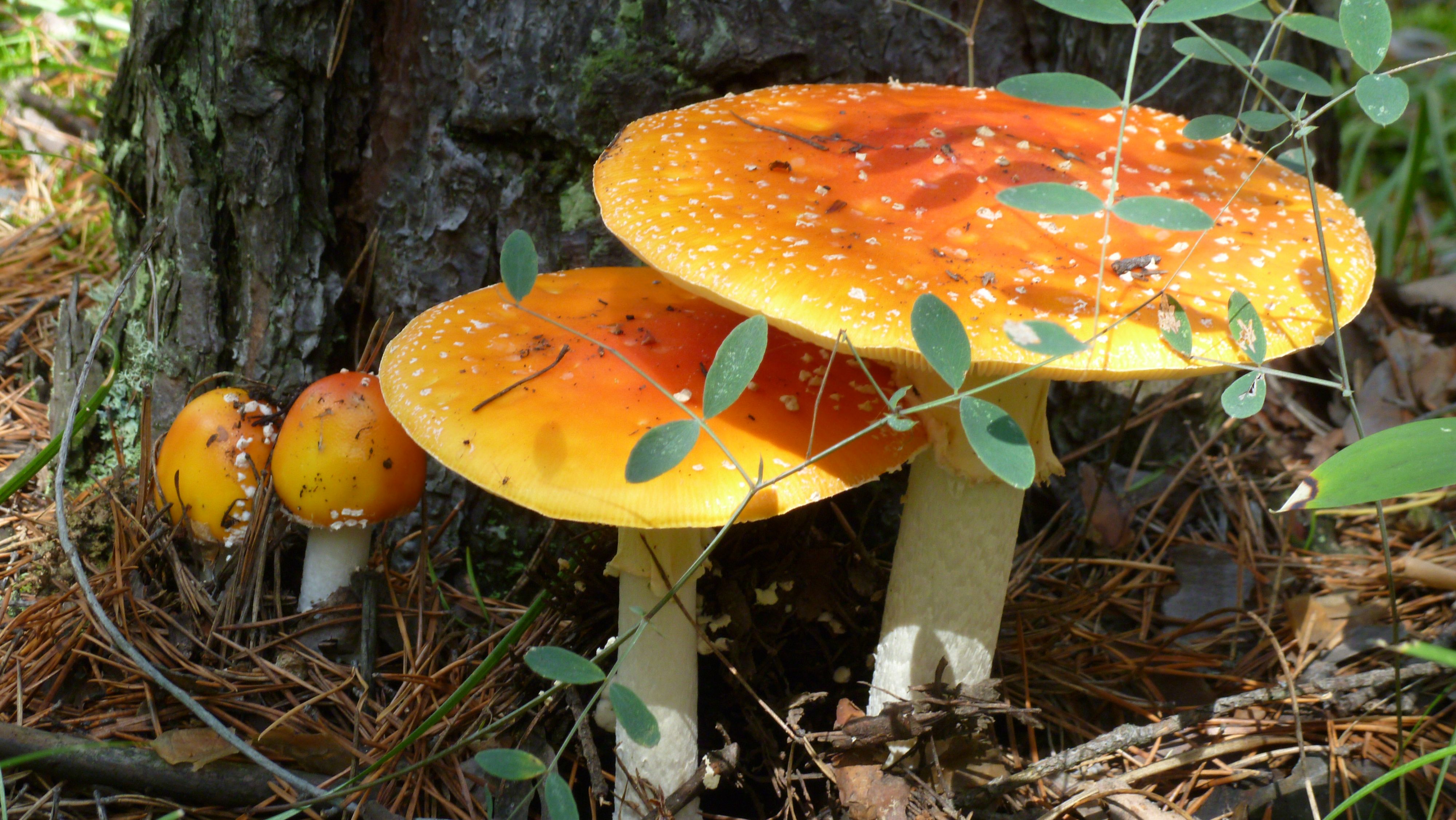 Семейство Мухаморовых