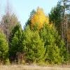 Осень