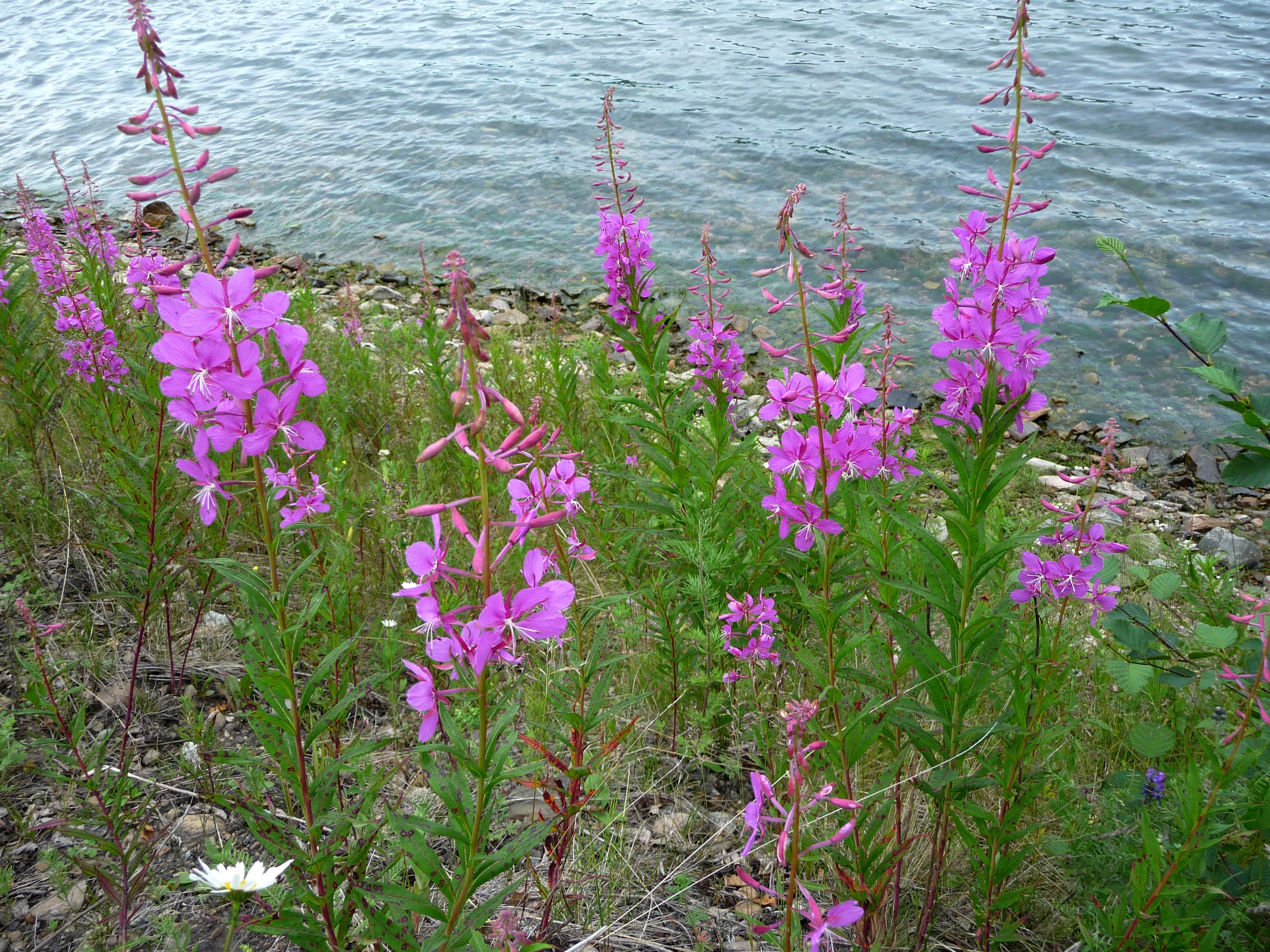 на берегу Ангары