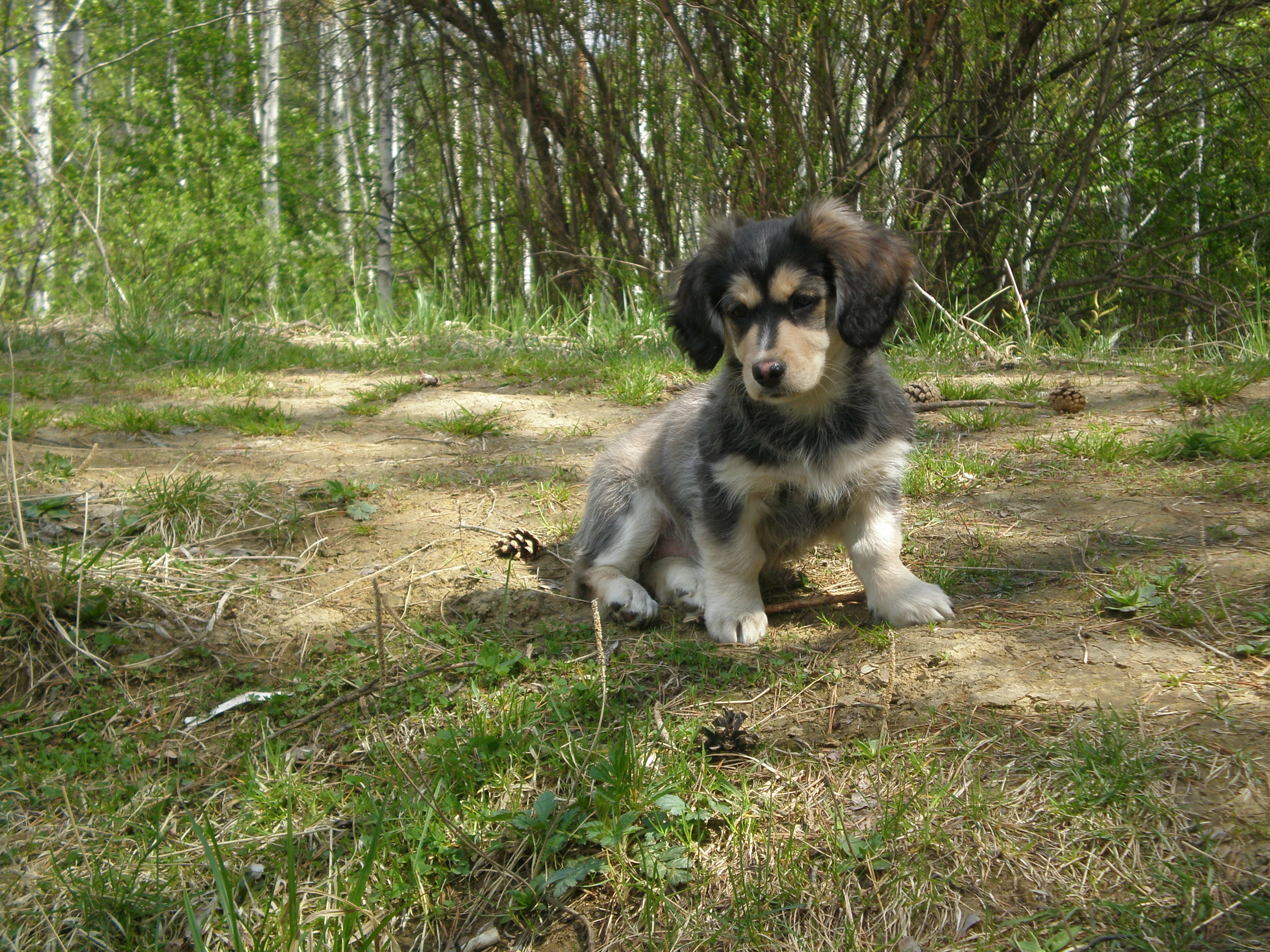 Моё зверьё!