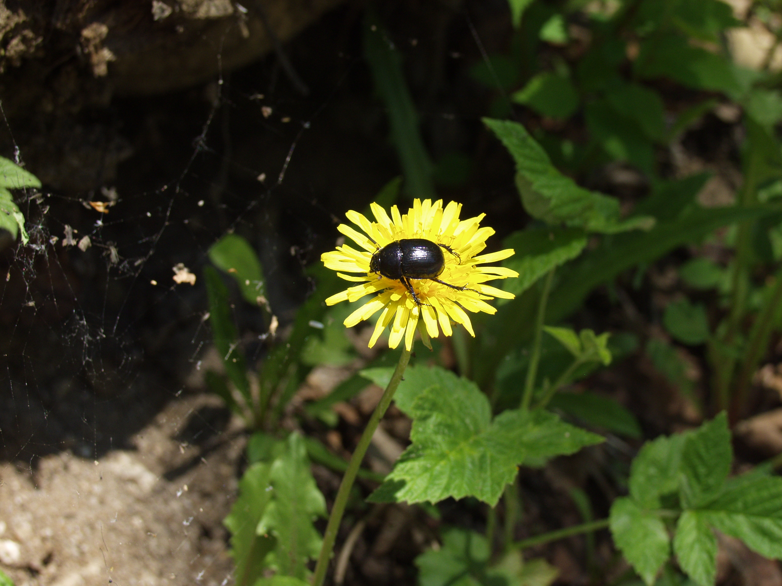 вспомним лето