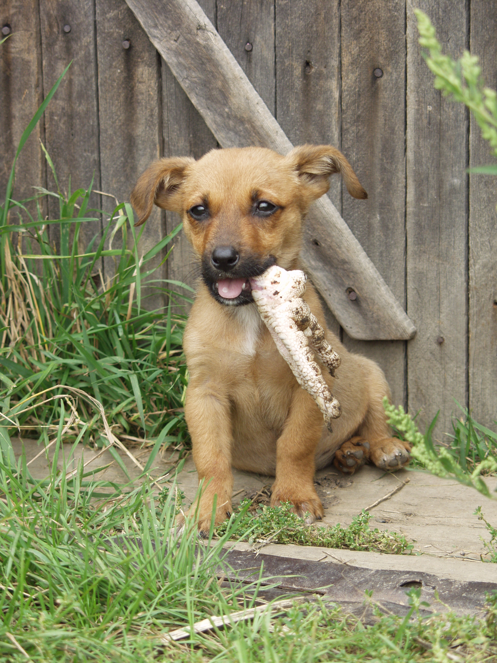 Дай, Джим, на счастье лапу мене))))))