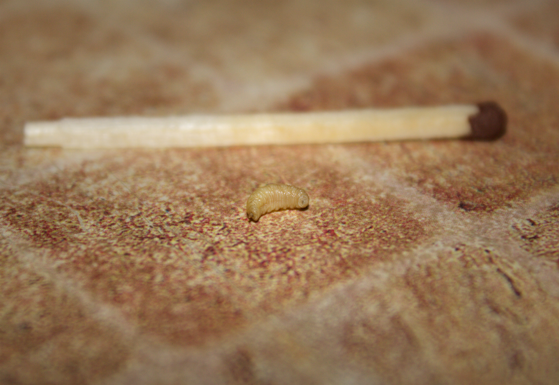 натуральный белок