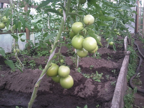 Памидорчиги