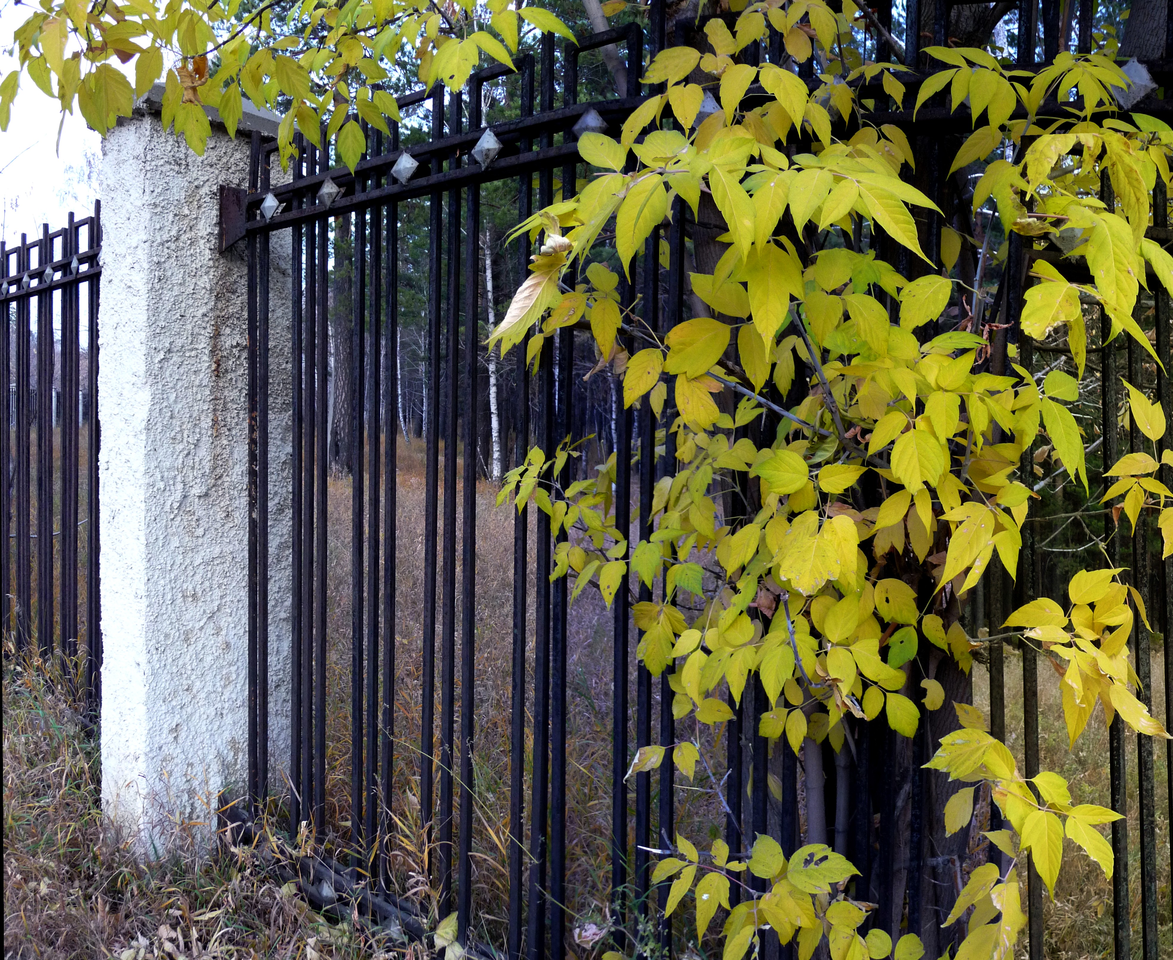 Осень в городе