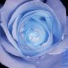 Pica4u.ru 1202330654china rose by besidesthat Pica4u.ru 1202330654china rose by besidesthat