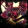 Pica4u.ru 1202330673a christmas rose by pinapplechan Pica4u.ru 1202330673a christmas rose by pinapplechan