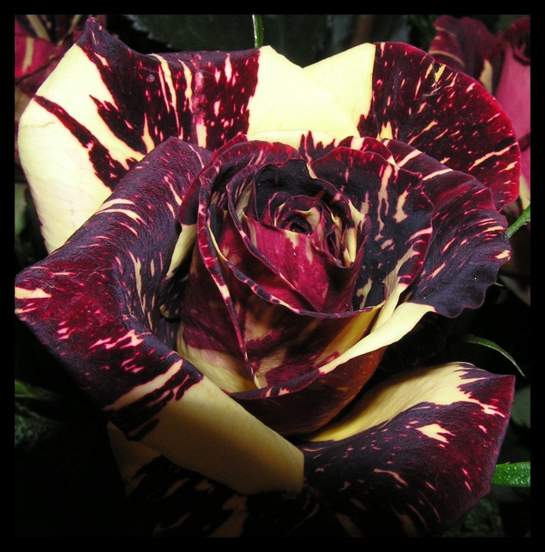 Pica4u.ru 1202330673a christmas rose by pinapplechan