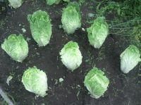 Моя капуста из Пекина Моя капуста из Пекина