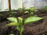 Перчиг Перчиг