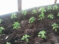 Перчиги Перчиги