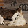 котофеи котофеи