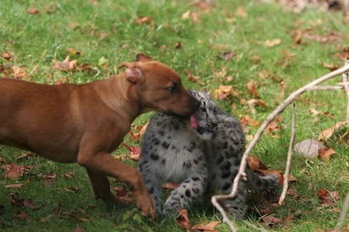 собак и зверь