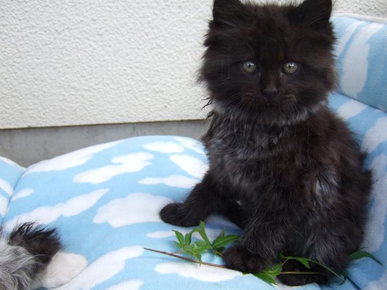 котофей