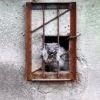 котофей котофей