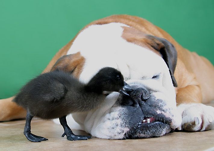 птенец и барбос