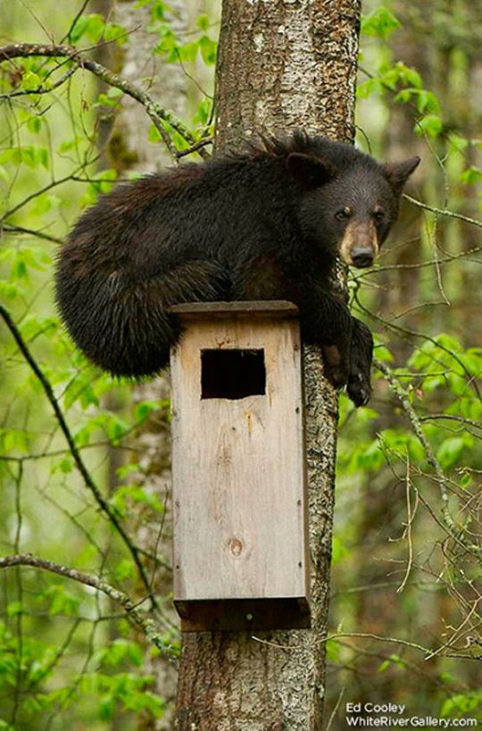 медведь и скворечник