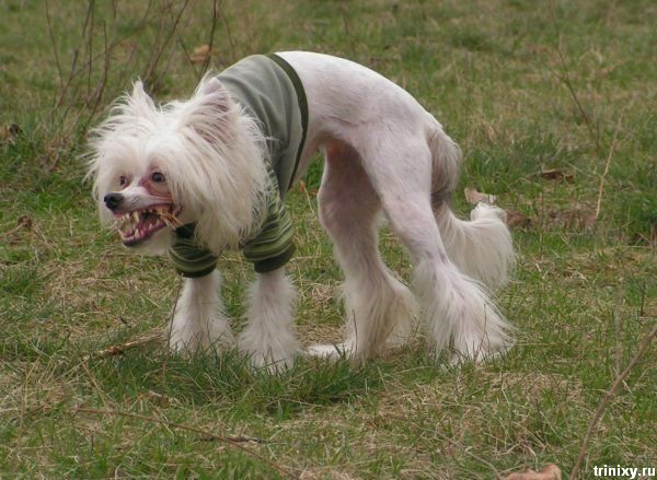 что это с собачкой???