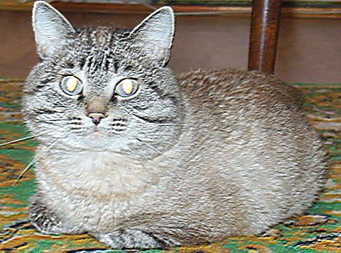 Бася