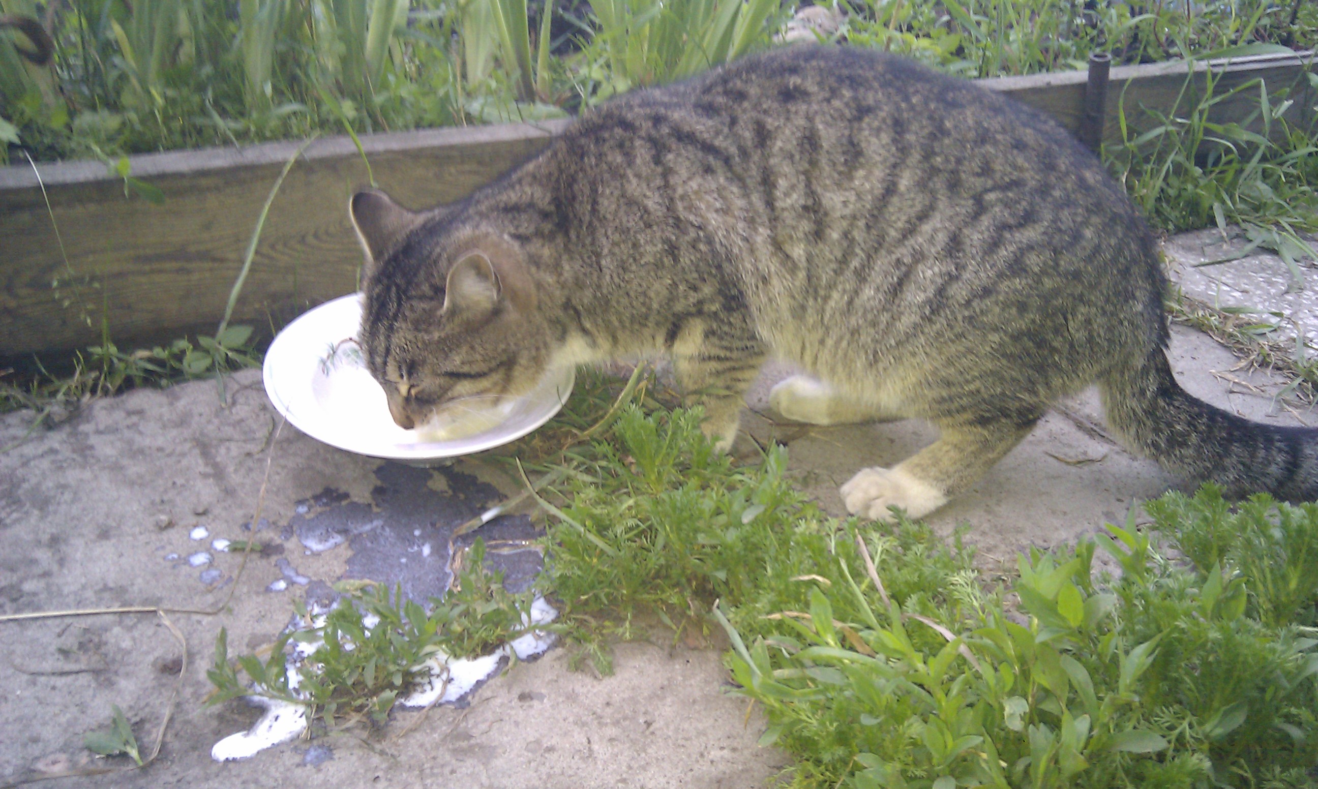 Пришлый))))__)))))