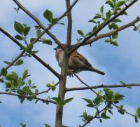 Невинный воробей