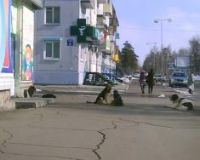 собакены у Рассвета