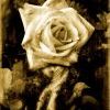 Rose2ws5eq9