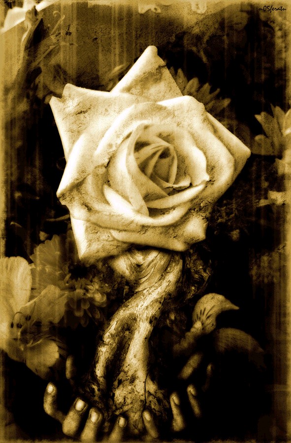 Rose2ws5eq9