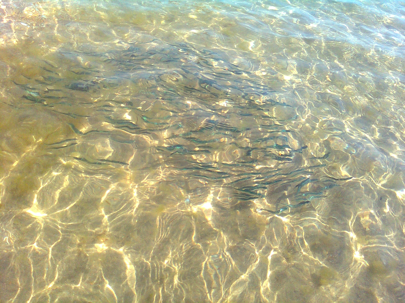 Синие ''пескарики''