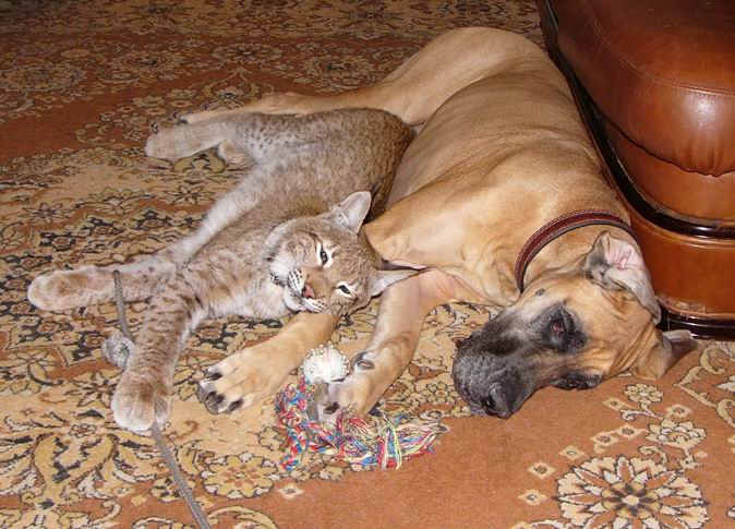 Рыся, коия не признаёт расовых и межвидовых различий