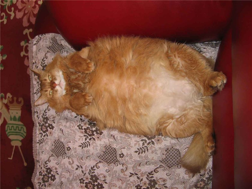 Крэйзис сожрал диетпитание!