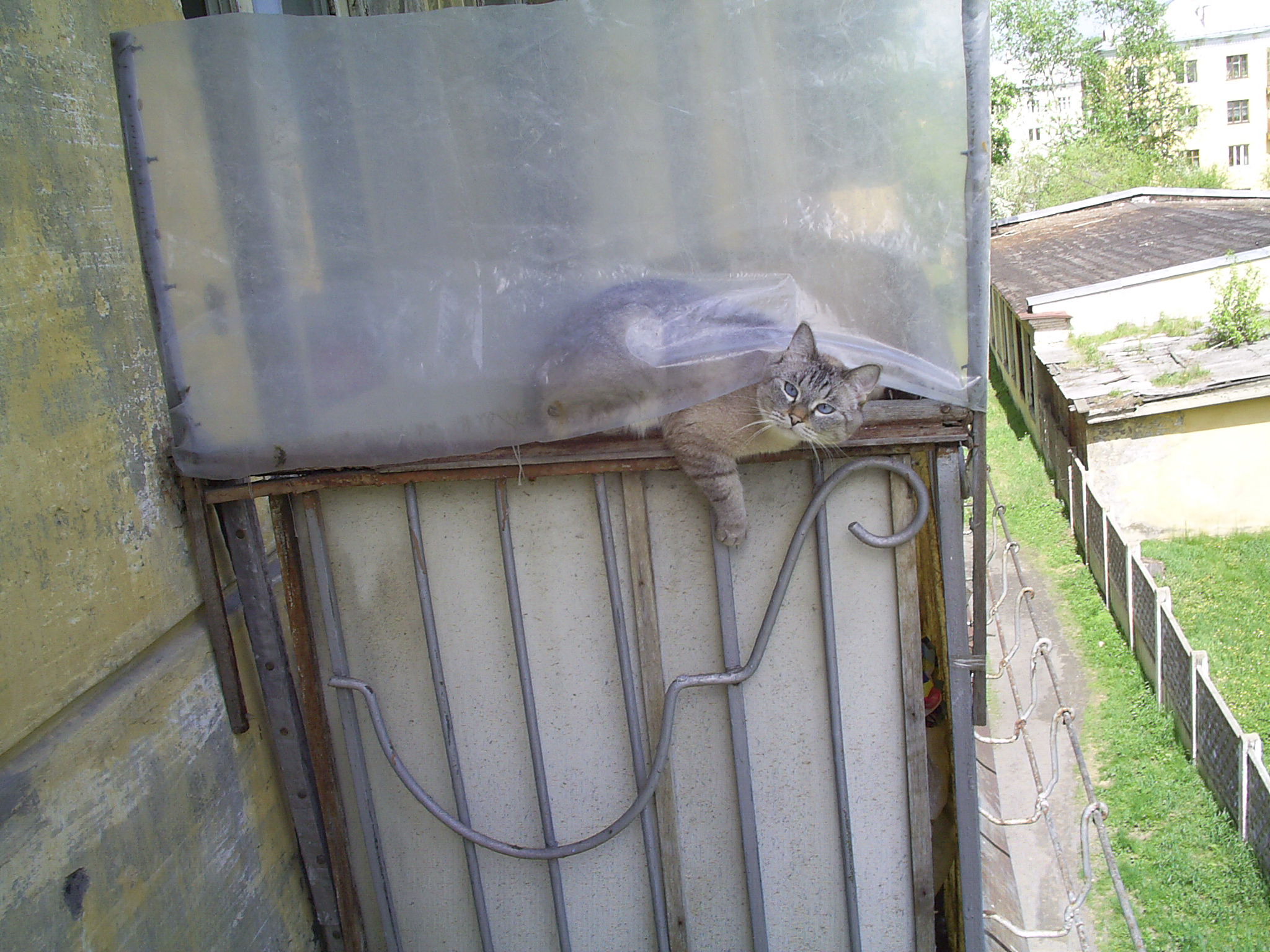 Сосецкий кот