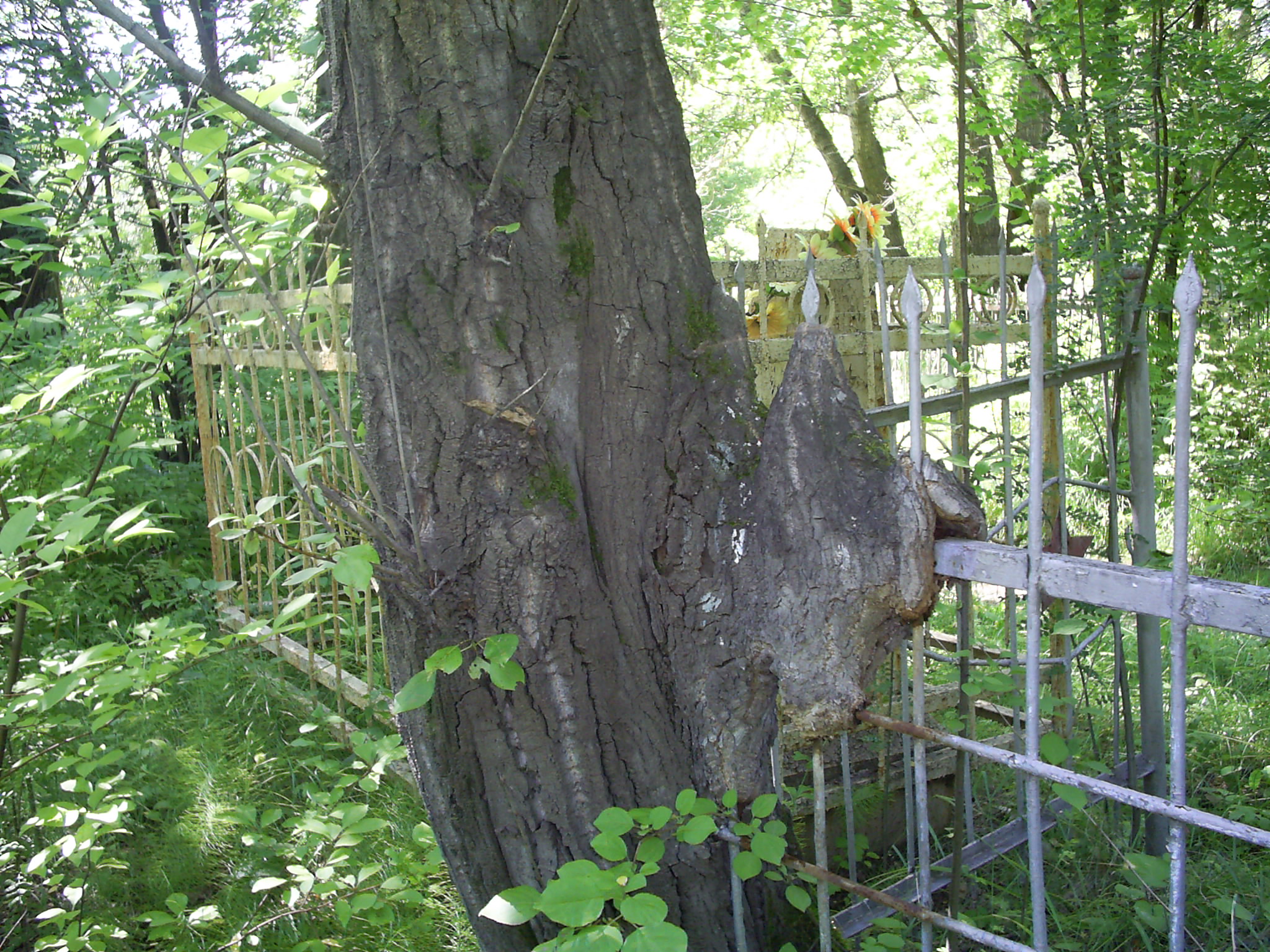 Лисихинское кладбище. Жизнь и смерть