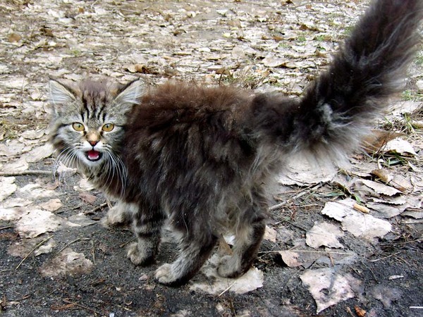 ОТВАЛИ, Говорю!!!  ))) Да не видел я ваших птенчиков...