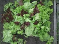 Салатиг для Сирёги Салатиг для Сирёги