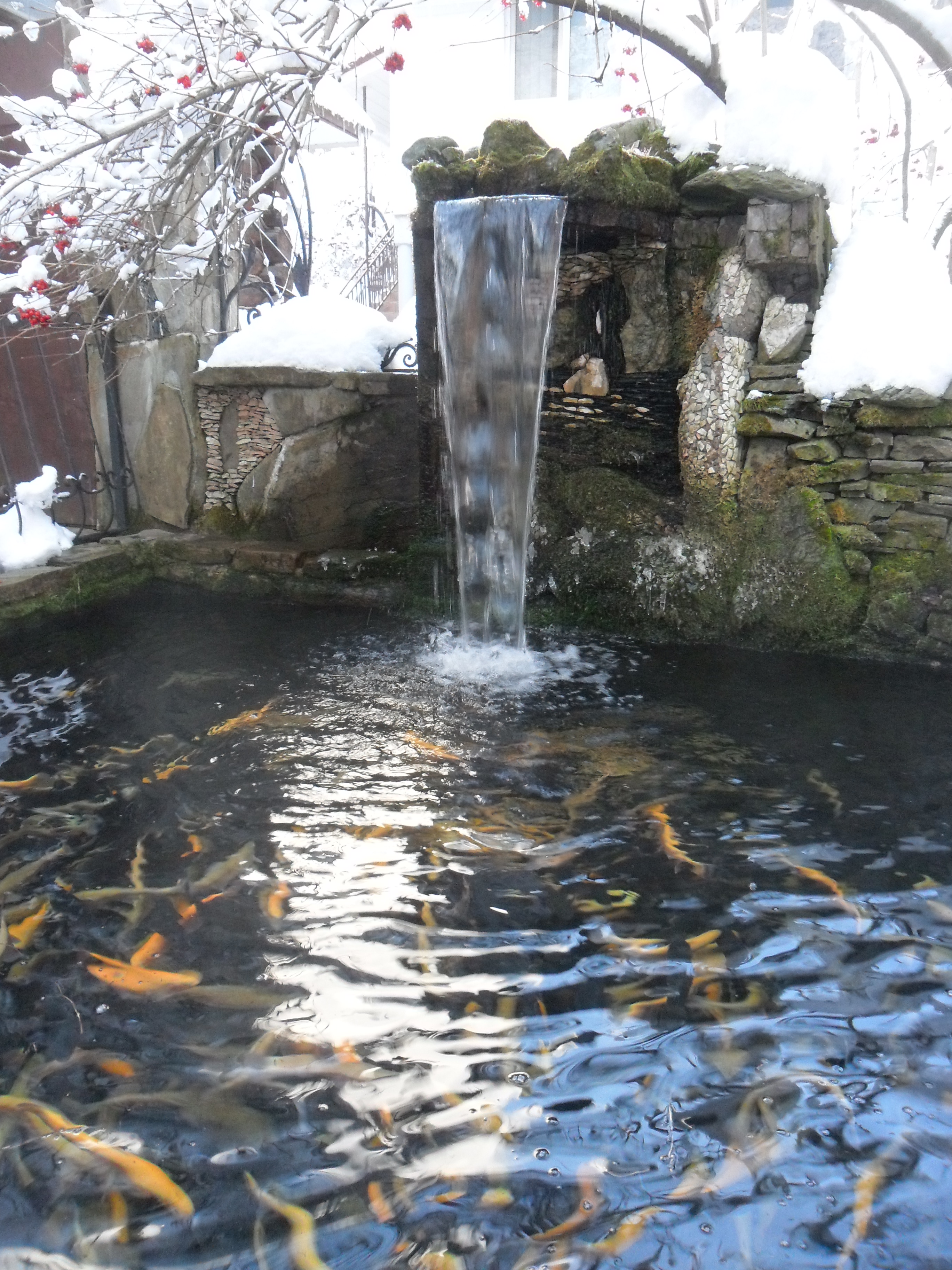 Фарелька   жывая  плавает,  я  одну  поймала  за   жабру))