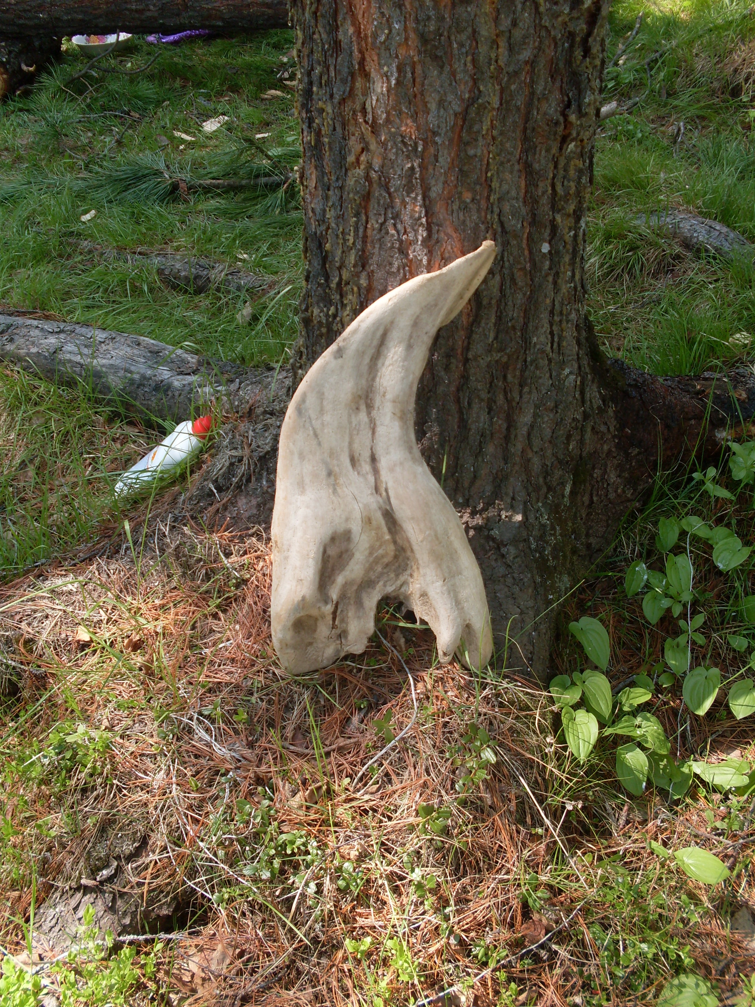 зуб животного