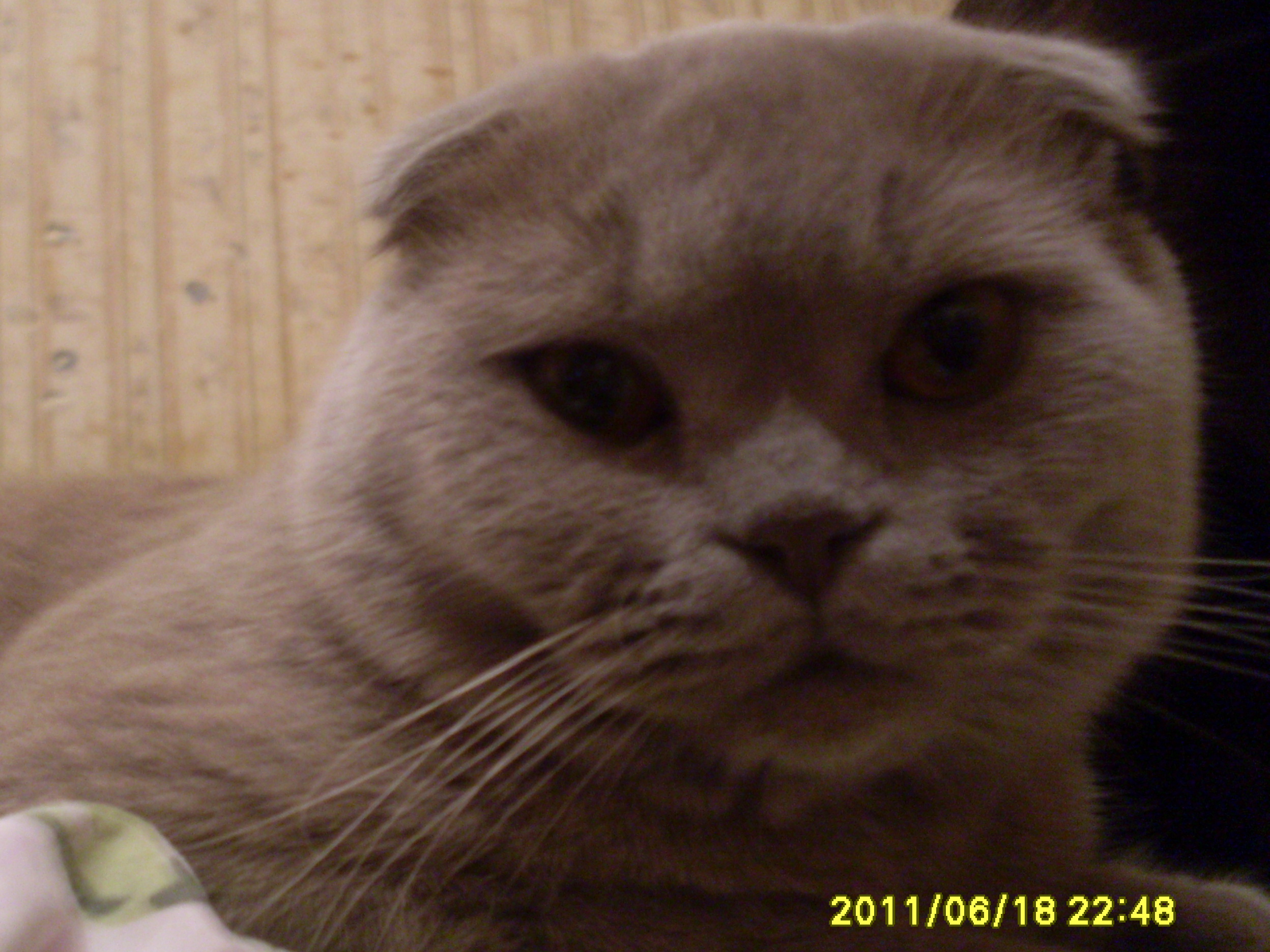 жених для тюленьки