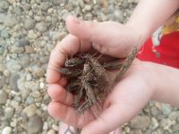 стрекозы голые