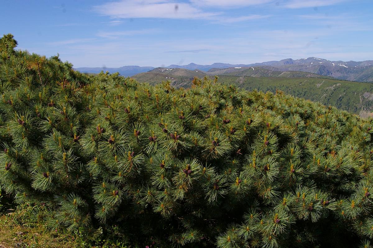 Скоро будут орешки