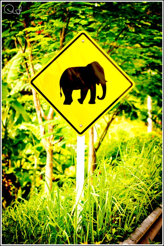 Внимание, слоны!