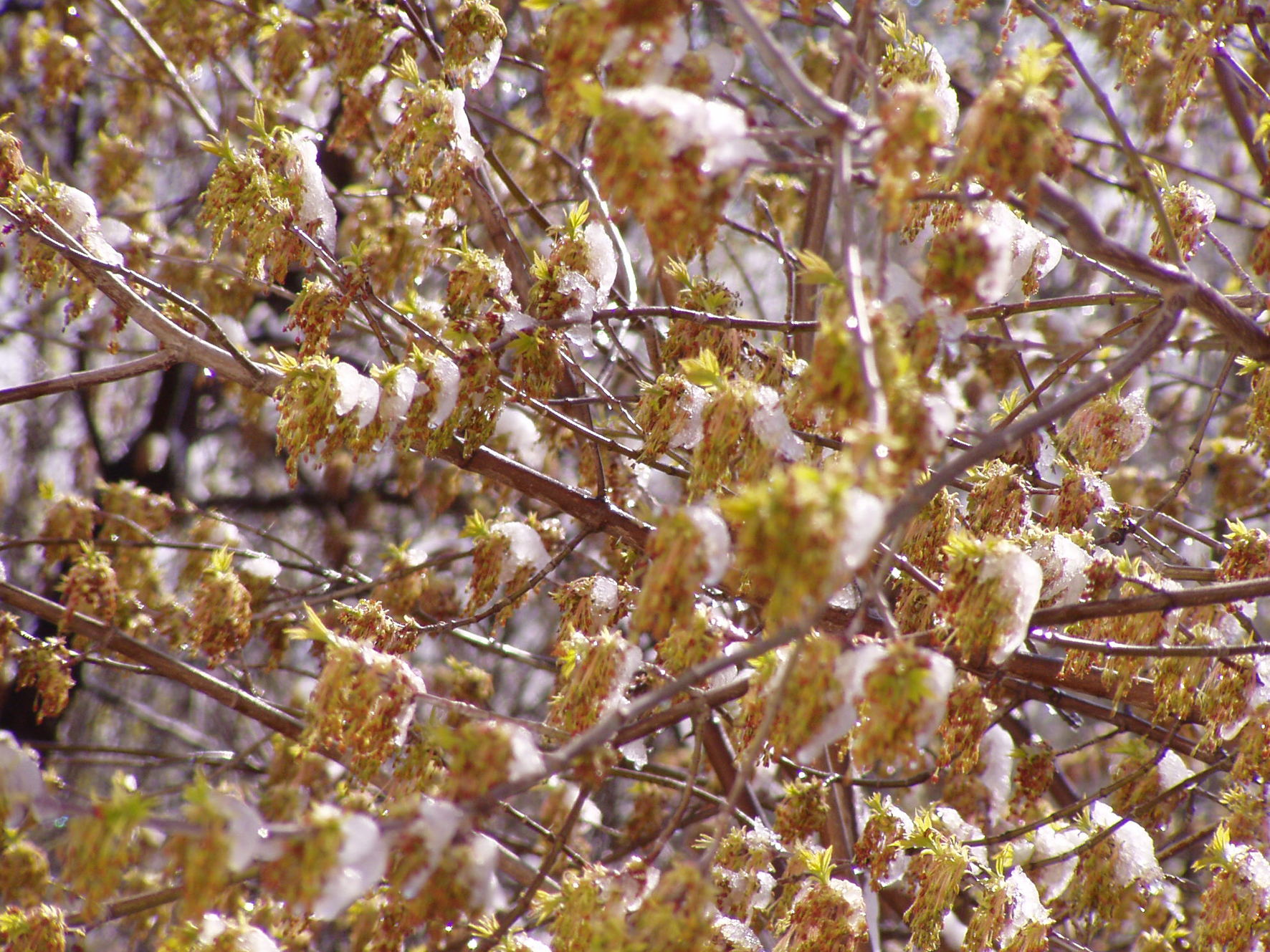 Снежный клен