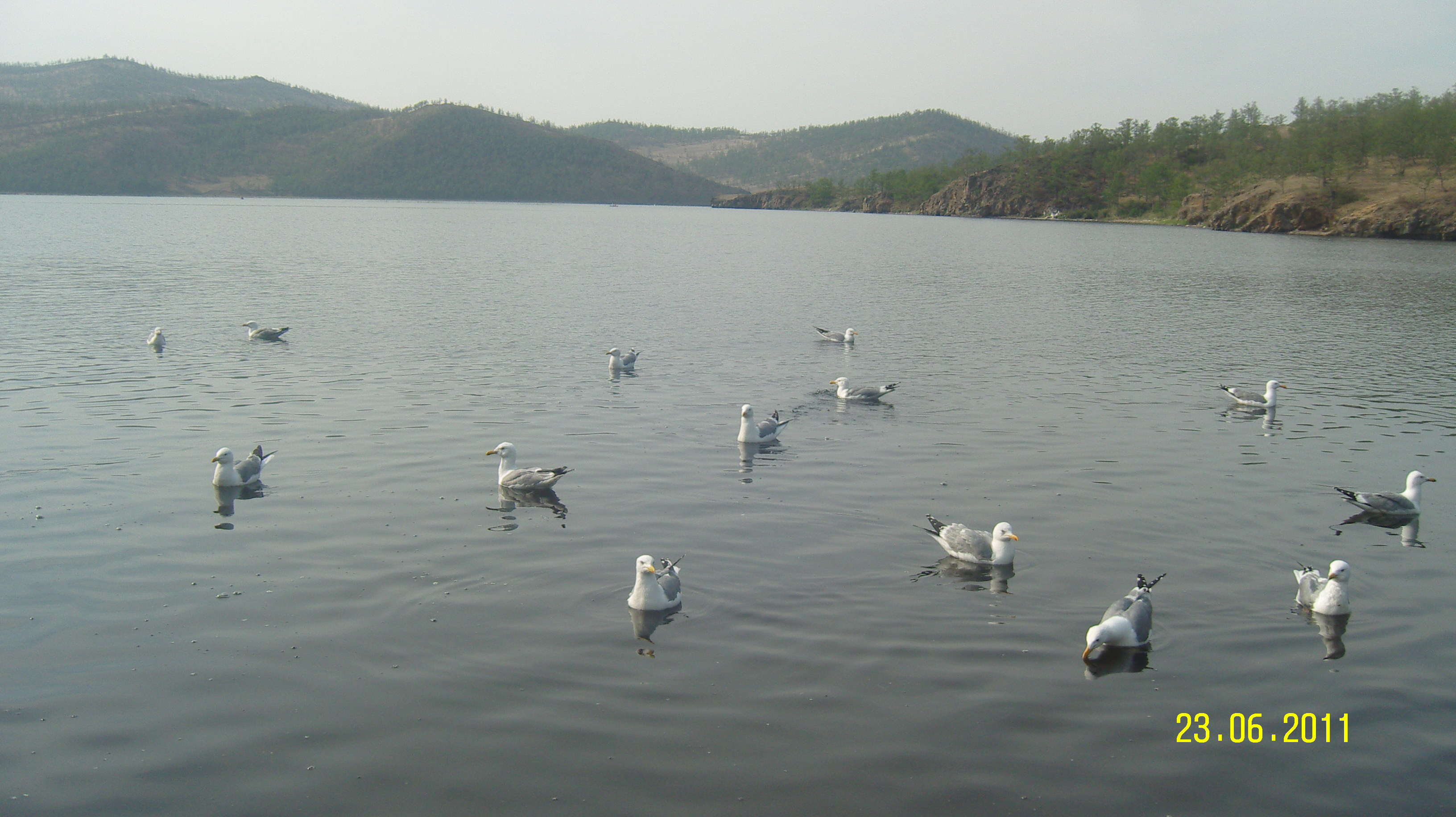 щучий залив