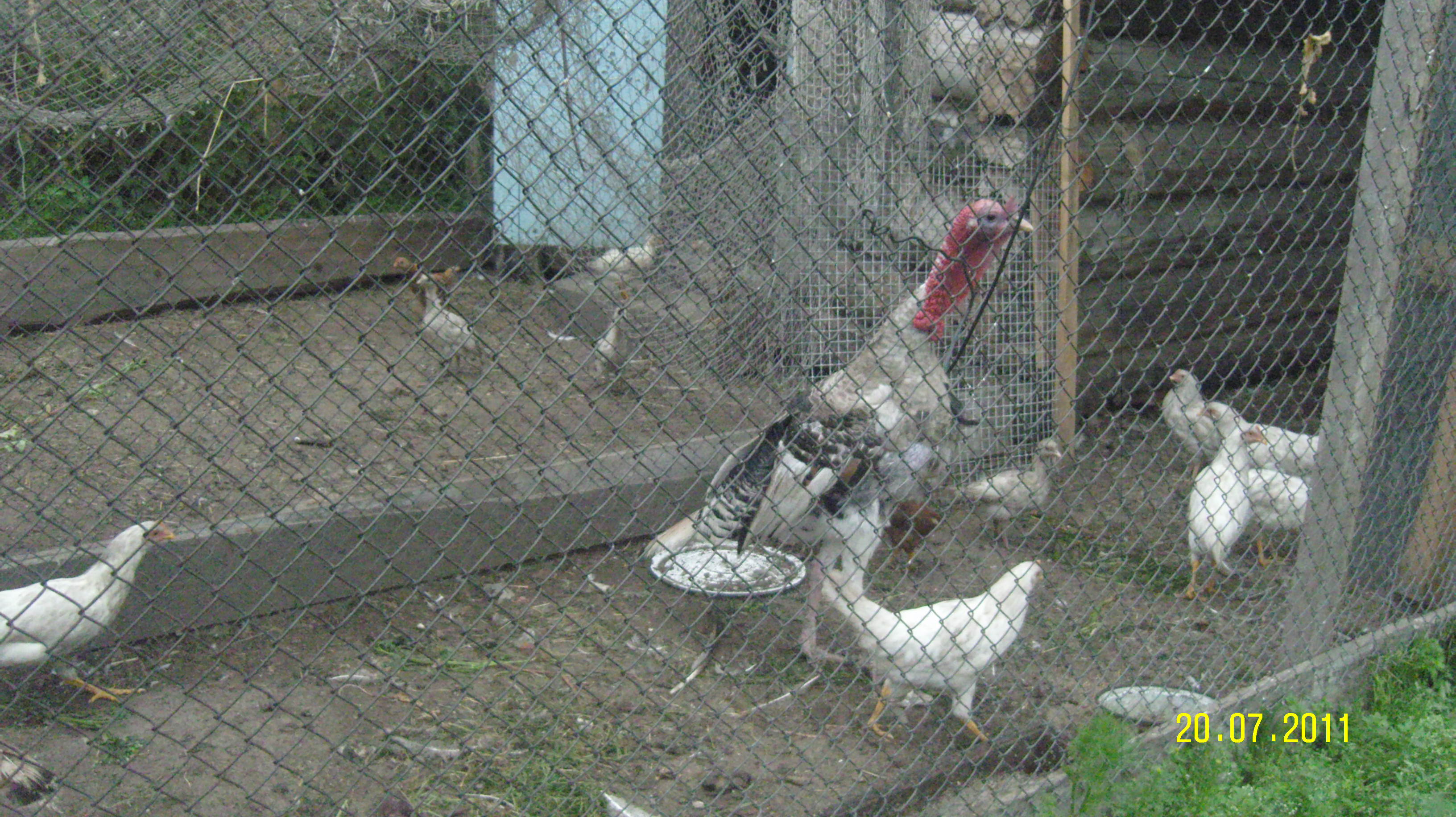 у Семена Прокопича /морской прибой/