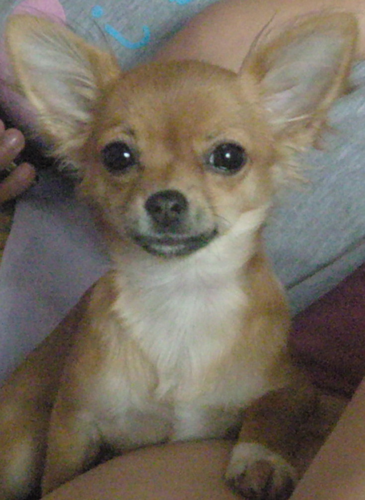 чихуахуа продам