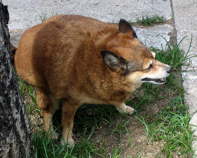 Гадзилла гадит или так губится окружающая среда!