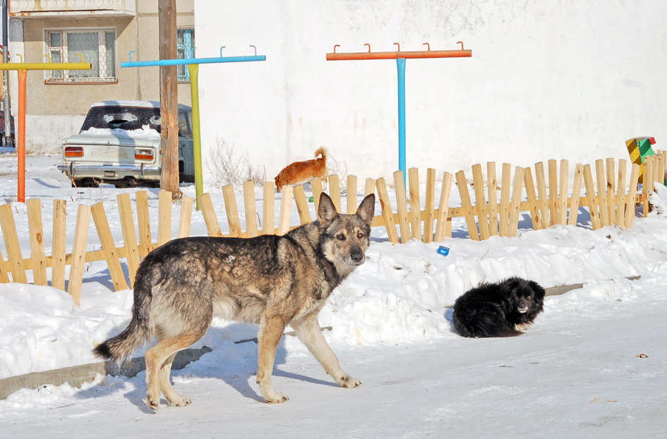 Двор возле дома №43 в 6а микрорайоне был проходным, пока его не взяла под охрану собачья стая