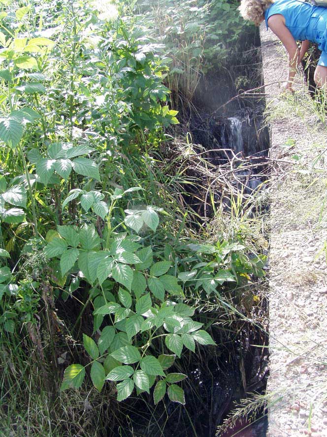 Пора бы уже прокуратуре выяснить, почему "Ангара-Реактив" сливает в Ангару отходы пивзавода