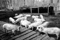 Даешь Ангарску свинину!