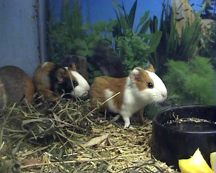 Наши братья меньшие